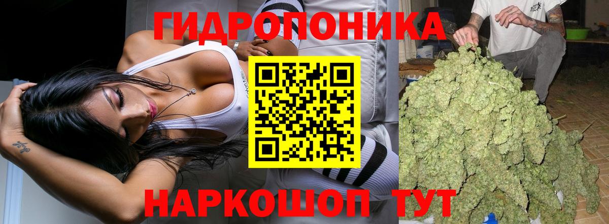 Каннабис индика Шатура